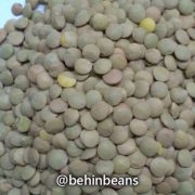 صفحه اصلی 19 عدس کانادایی