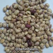 صفحه اصلی 15 لوبیا چیتی