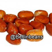 صفحه اصلی 18 سنجد