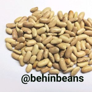 صفحه اصلی 49 لوبیا کشاورزی